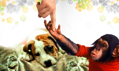 Animal Rights